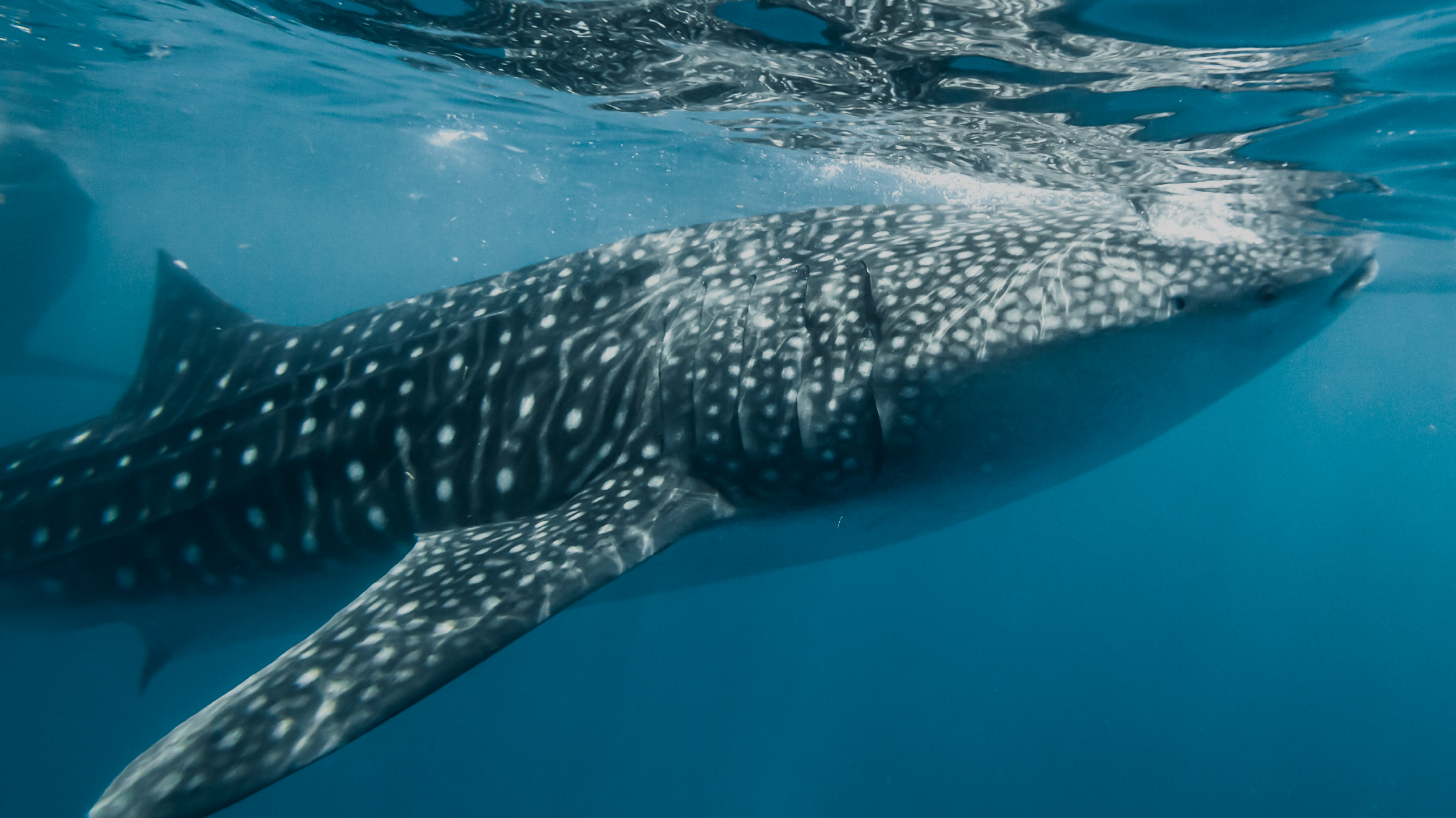 In the Rhythm of Vastness: The Silent Journey of the Whale Shark