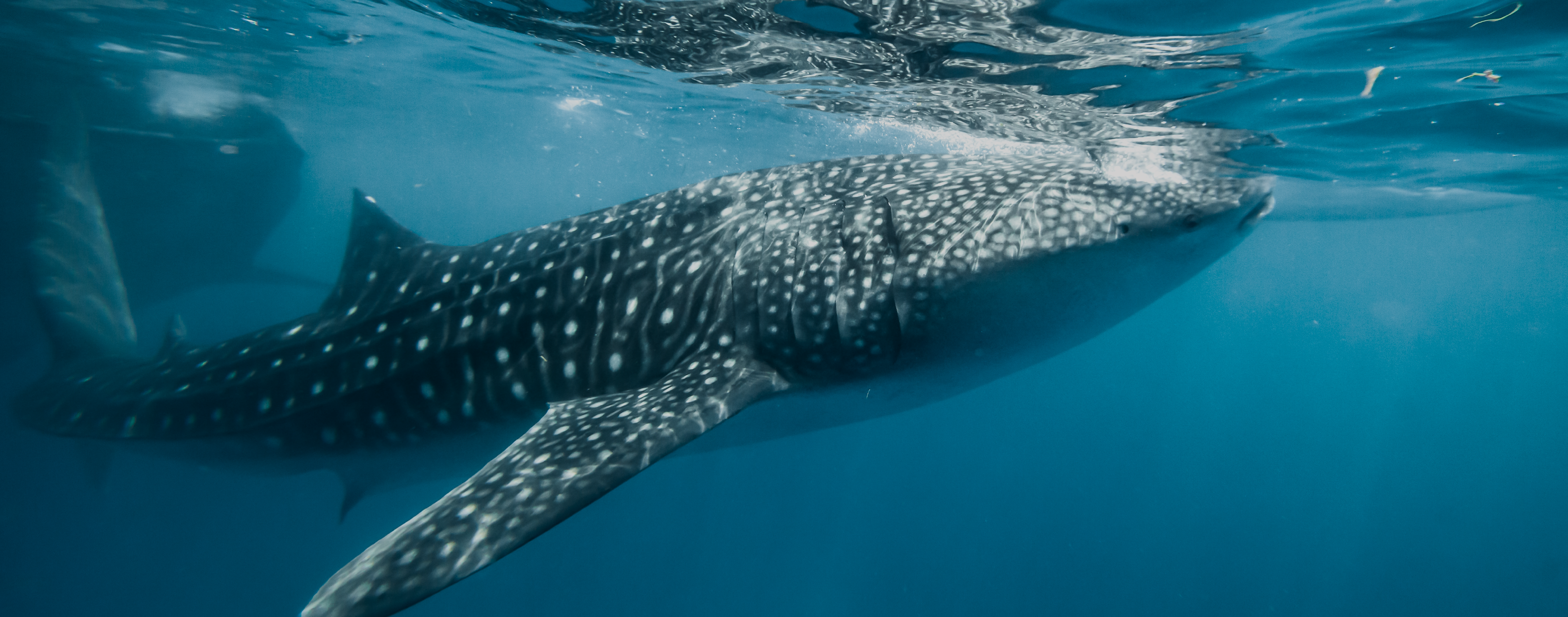 In the Rhythm of Vastness: The Silent Journey of the Whale Shark